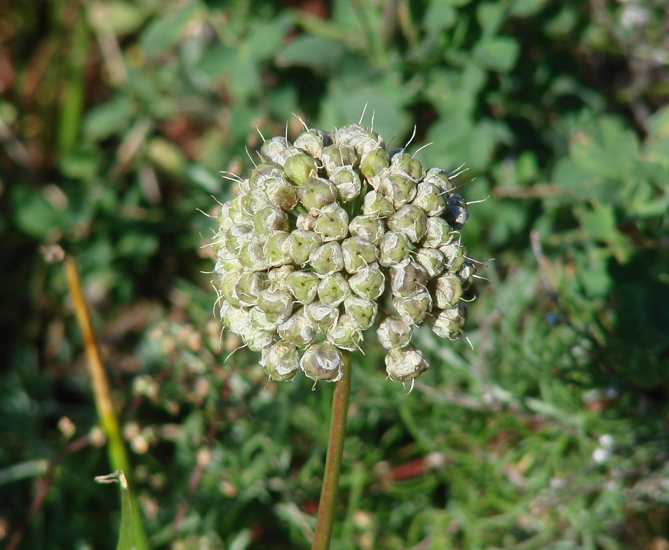 Изображение особи Allium stellerianum.