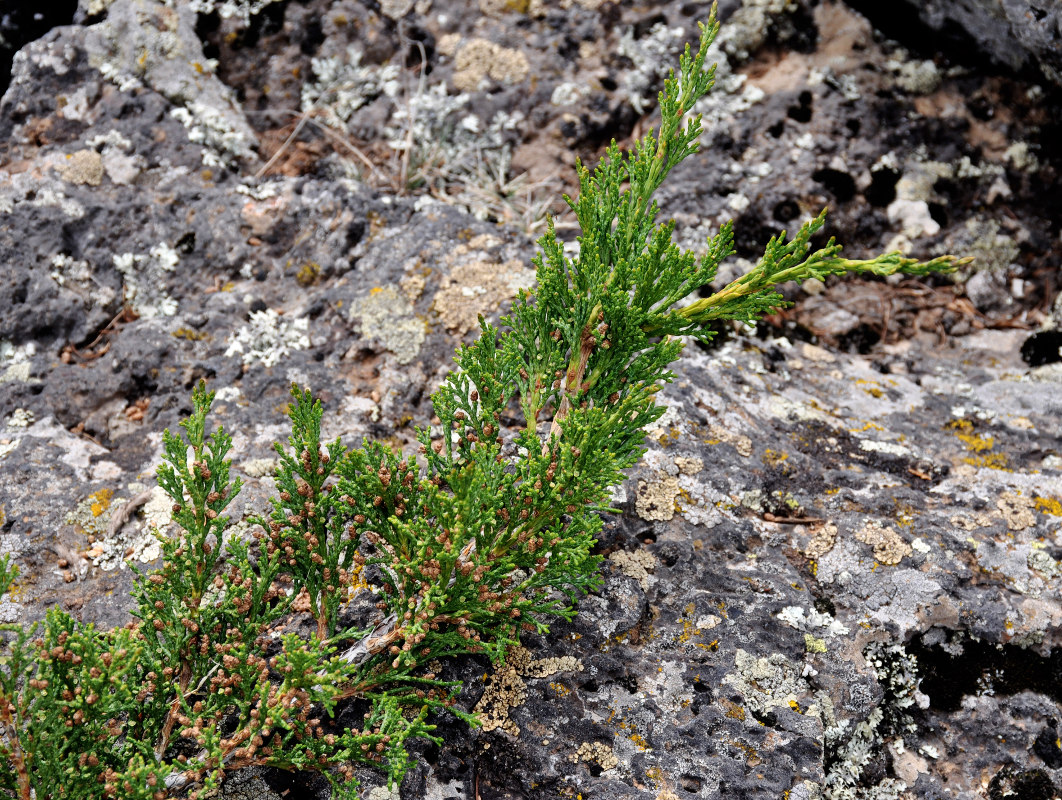 Изображение особи Juniperus sabina.