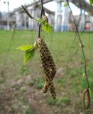 Betula pendula. Верхушка веточки с женской и мужскими серёжками, молодыми листьями и кормящимися тлями. Московская обл., Щёлковский р-н, пос. Монино, у ж.-д. станции, в культуре. 30.04.2018.