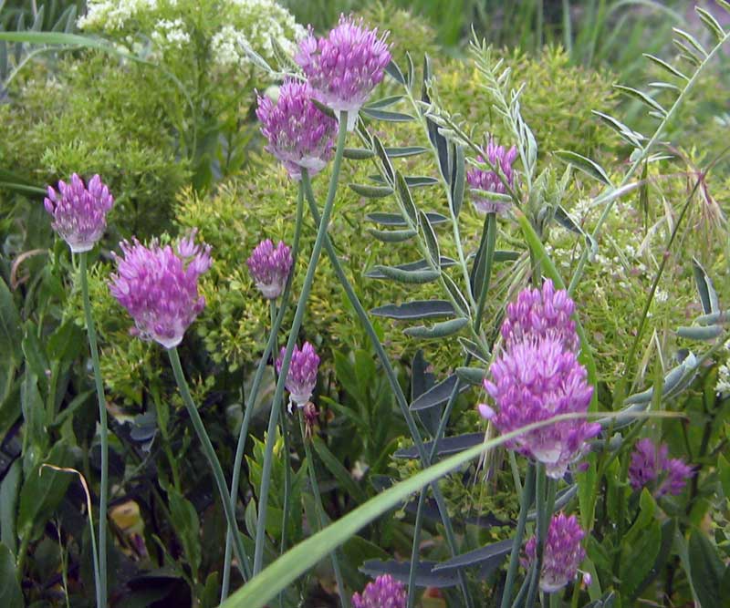 Изображение особи Allium caricifolium.