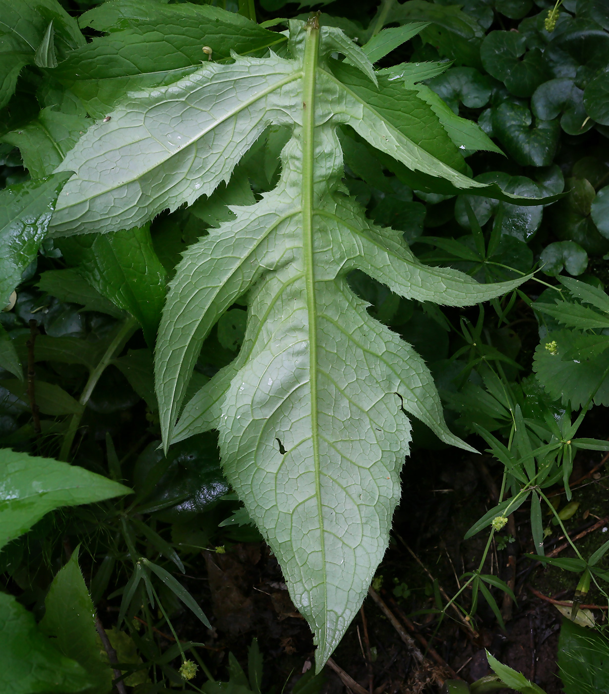 Изображение особи Cirsium oleraceum.