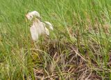 Eriophorum angustifolium