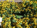 Rudbeckia fulgida разновидность sullivantii. Цветущее растение. Волгоград, Ботсад ВГСПУ. 25.07.2018.