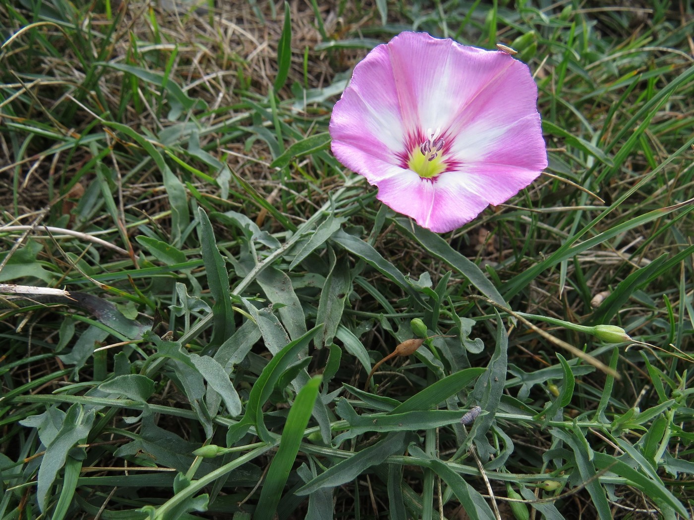 Изображение особи Convolvulus chinensis.