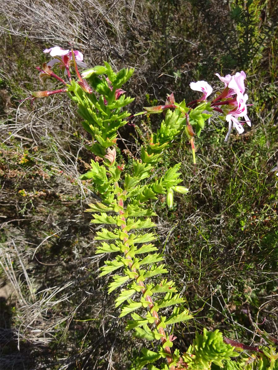 Изображение особи Pelargonium crispum.