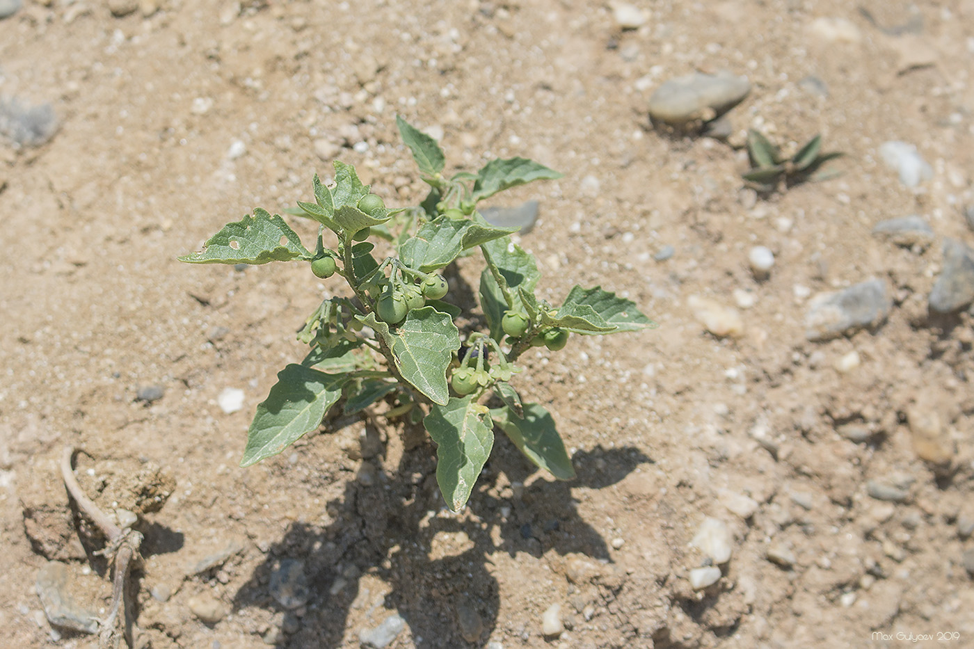 Изображение особи Solanum nigrum.