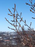 Salix caprea