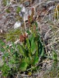 Rumex arifolius