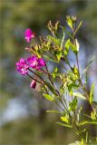 Epilobium hirsutum. Верхушка цветущего растения. Ленинградская обл., Ломоносовский р-н, долина р. Шингарка, берег ручья, мелководье. 06.08.2019.