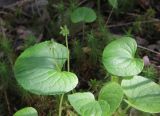 Viola palustris. Плодоносящее растение. Калужская обл., Боровский р-н, окр. Чёлоховского ручья на участке хвойного леса (ель европейская), затенённое место. 8 июня 2020 г.