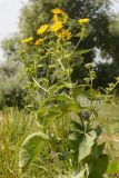 Inula helenium