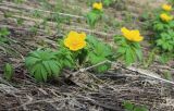 Trollius ranunculinus. Цветущее растение. Республика Адыгея, Кавказский биосферный заповедник, хр. Каменное море, субальпийский луг, выс ≈ 2000 м н.у.м. 12.06.2022.