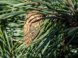 род Pinus