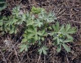 Potentilla argentea