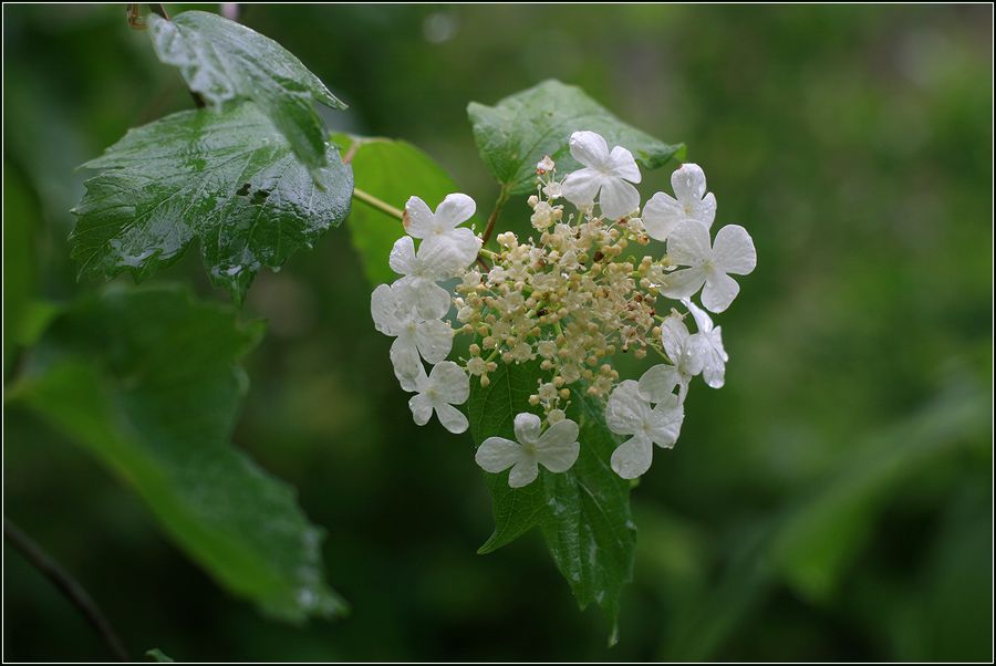 Изображение особи Viburnum opulus.