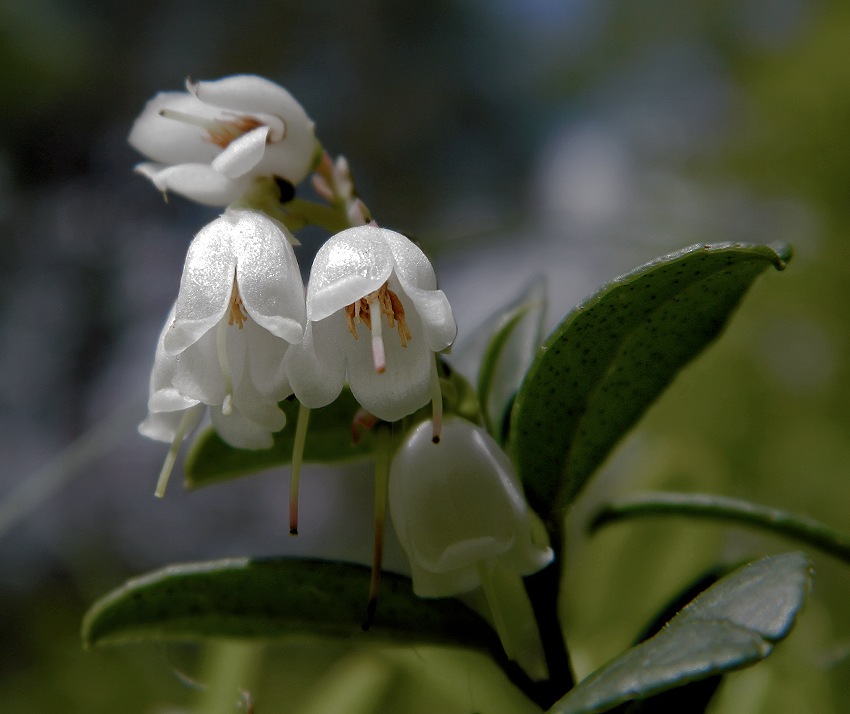 Изображение особи Vaccinium vitis-idaea.