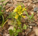 Barbarea orthoceras