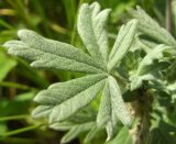 Potentilla impolita