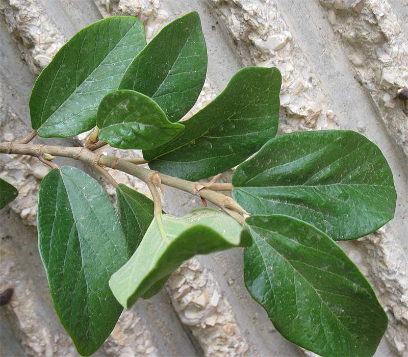 Изображение особи Ficus pumila.