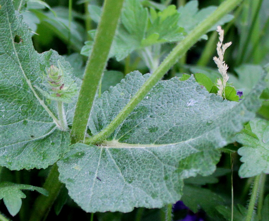 Изображение особи Salvia stepposa.