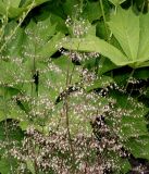 genus Heuchera