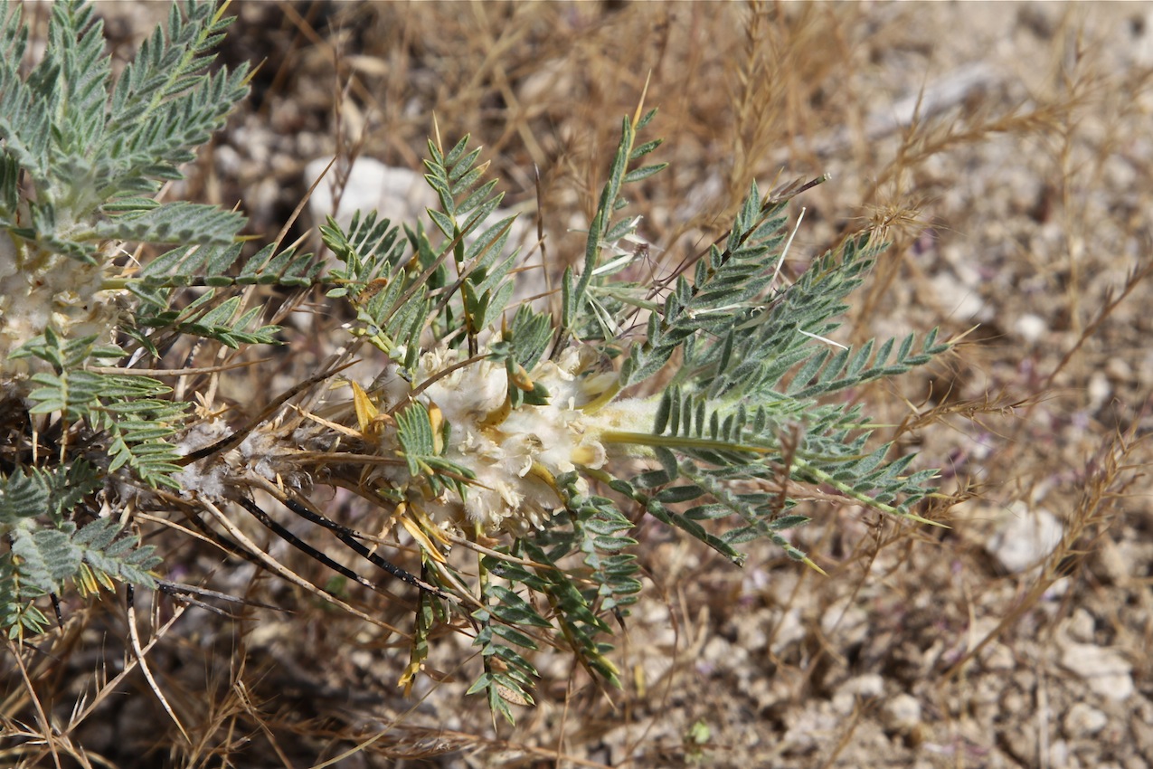 Image of Astragalus leiosemius specimen.