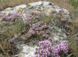 Thymus tauricus. Цветущее растение. Крым, пгт Черноморское, скальный выступ на пустыре. 14.05.2013.