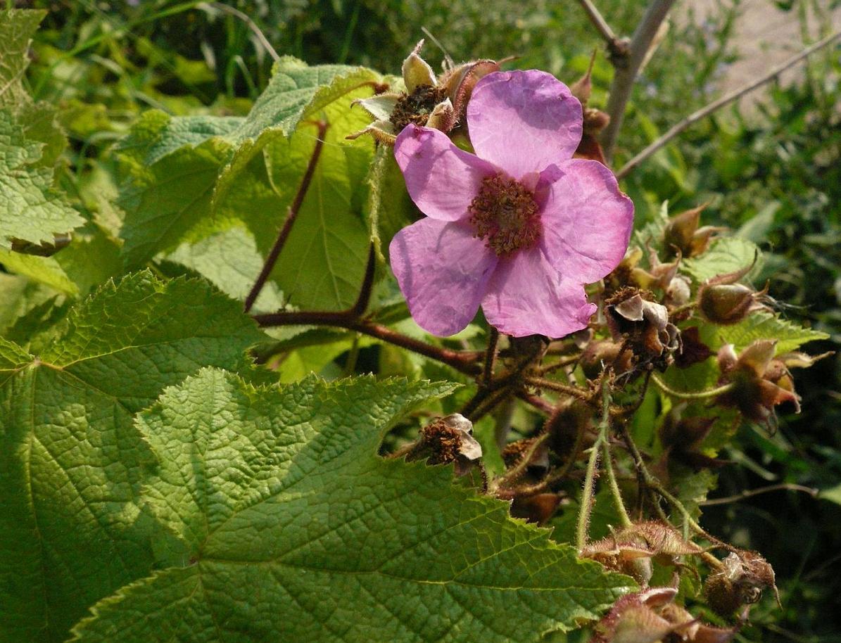 Image of Rubus odoratus specimen.