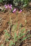 Astragalus macropus