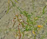 Cleome canescens