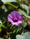 Ipomoea pes-caprae