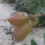 Astragalus physodes