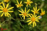 Senecio erucifolius