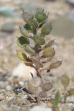 Alyssum hirsutum