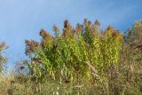 Solidago canadensis