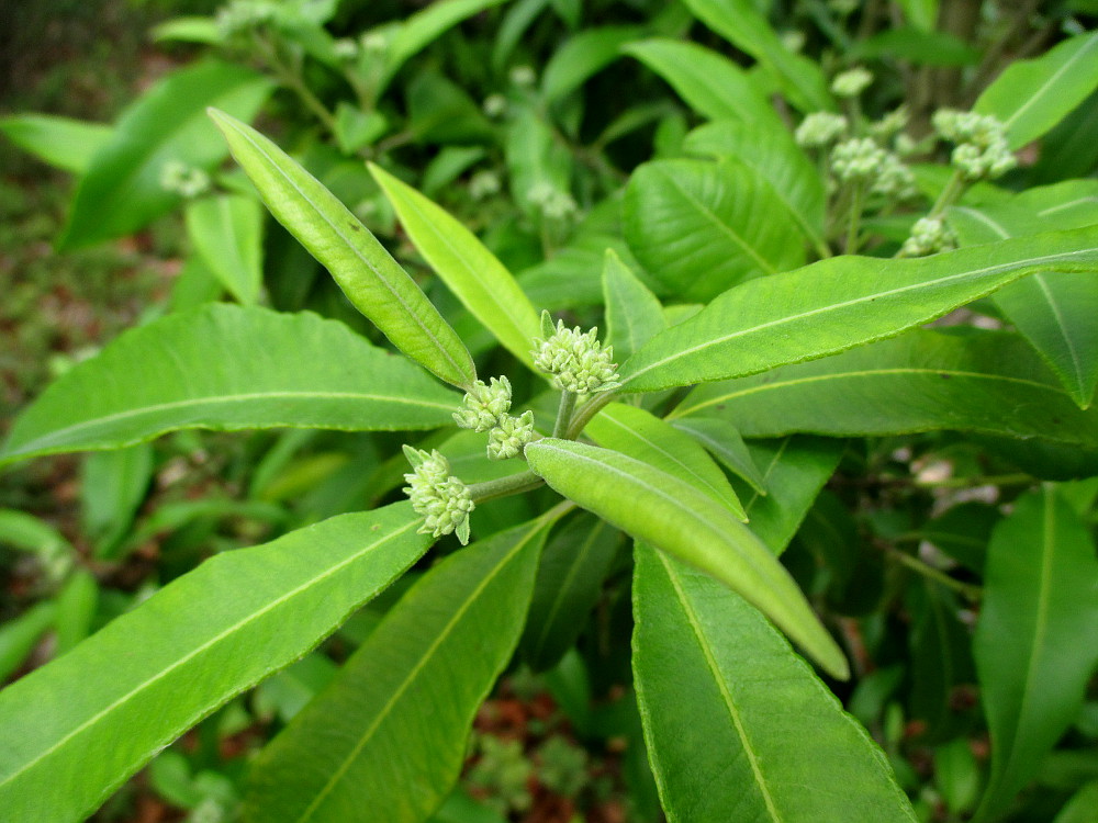 Image of Backhousia citriodora specimen.