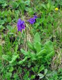 Primula amoena