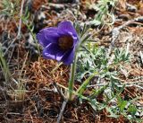 Pulsatilla turczaninovii