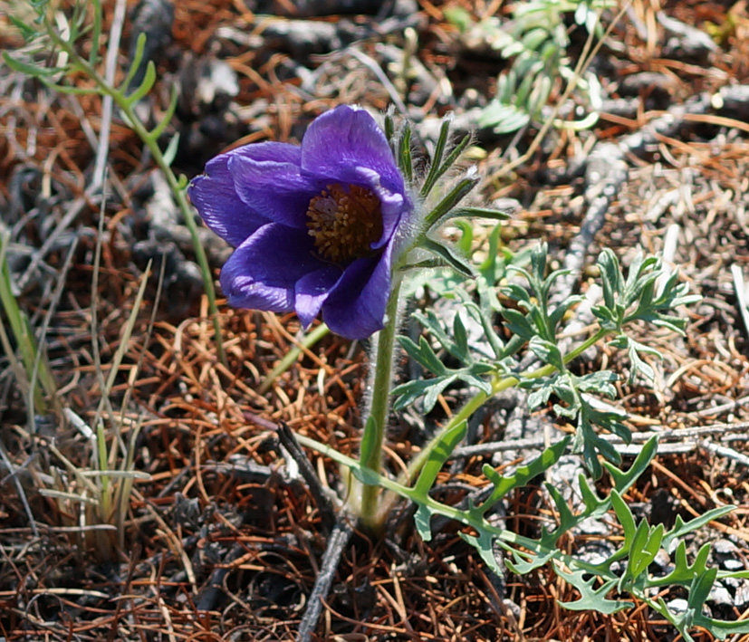 Изображение особи Pulsatilla turczaninovii.