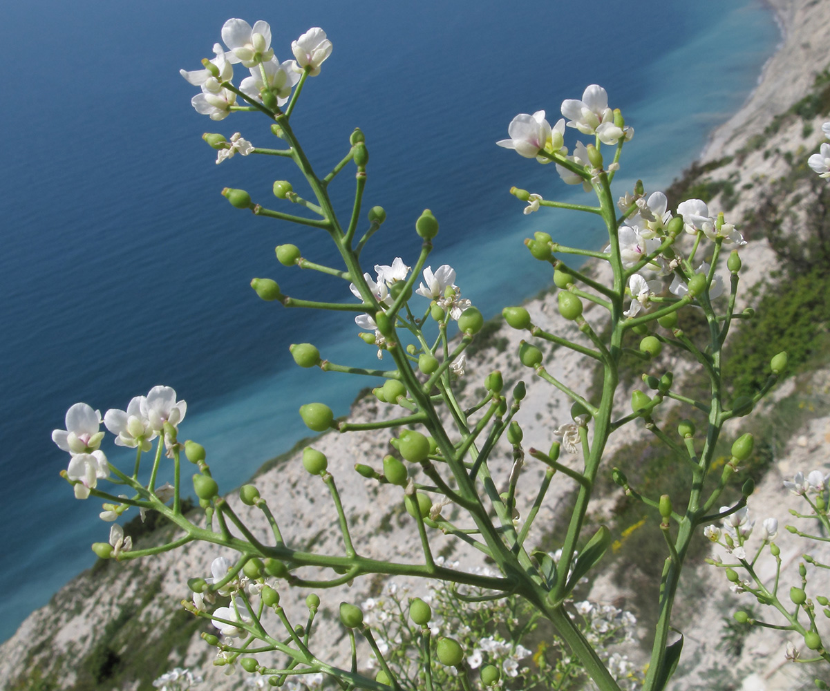 Изображение особи Crambe steveniana.