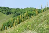 Eremurus spectabilis. Группа цветущих растений. Черноморское побережье Кавказа, Новороссийский р-н, Маркотхский хребет, северо-западный склон, г. Лысая-Новороссийская, горная степь. 21 мая 2014 г.