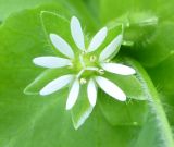 Stellaria media