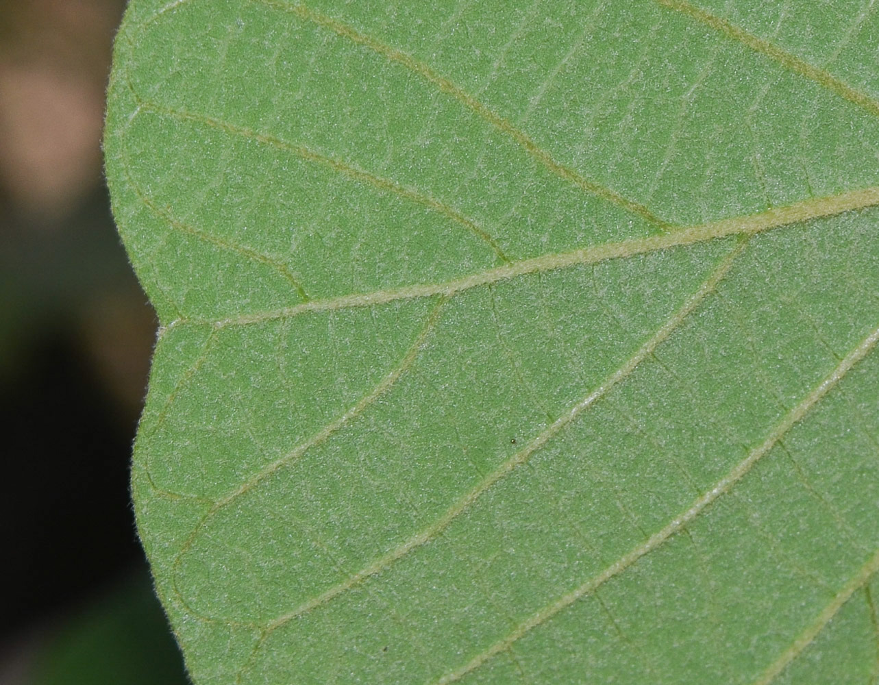 Изображение особи Erythrina abyssinica.