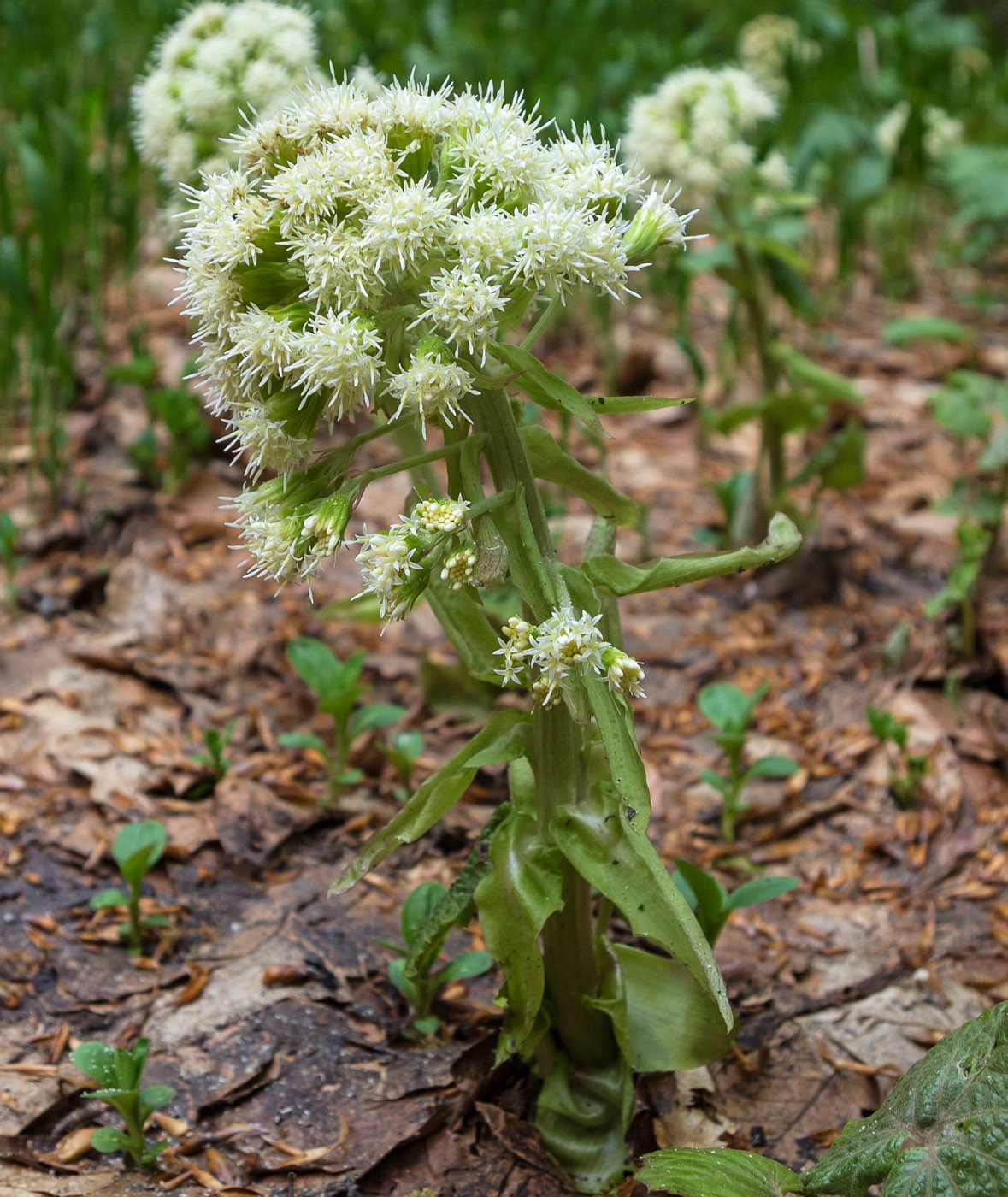 Изображение особи Petasites albus.