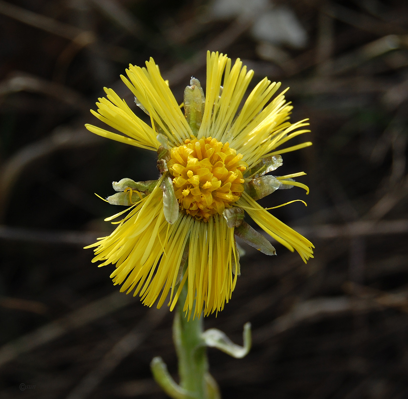 Изображение особи Tussilago farfara.