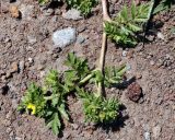 Potentilla supina