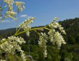 Aconogonon alpinum