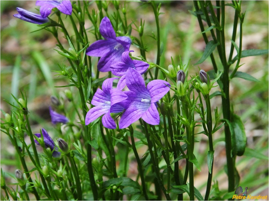 Image of Campanula patula specimen.