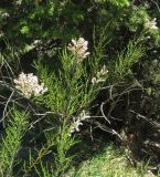 Tamarix tetrandra. Верхушка побега с соцветиями. Крым, окр. Судака, южные отроги горы Перчем. 18 мая 2017 г.