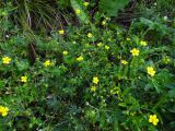 Potentilla argentea